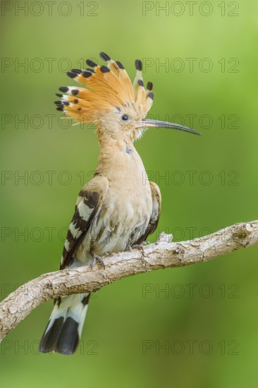 Wiedehopf, Upupa epops Eurasian hoopoe, Upupa epops