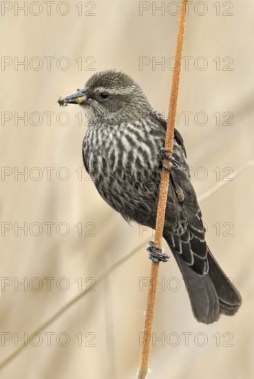 Tricolored Blackbird (Agelaius tricolor) female, California, USA