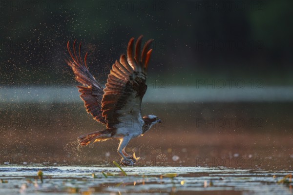 Western Osprey (Pandion haliaetus) hunting, with fish prey in its claws, Poland