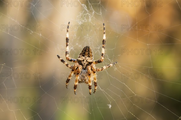 European garden spider (Araneus diadematus) hanging on a spider web at eveing on the island of Cres, Croatia