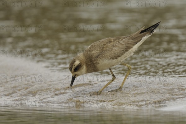 Caspian Plover (Charadrius asiaticus), Goa, India