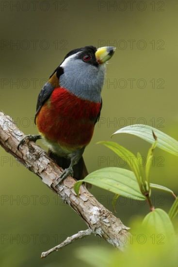 Toucan Barbet (Semnornis ramphastinus) perched on a branch in the Andes Mountains of Colombia