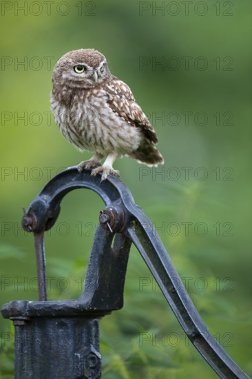 Little owl (Athene noctua), Vechta, Lower Saxony, Germany