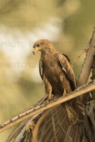 Black Kite (Milvus migrans), Gambia