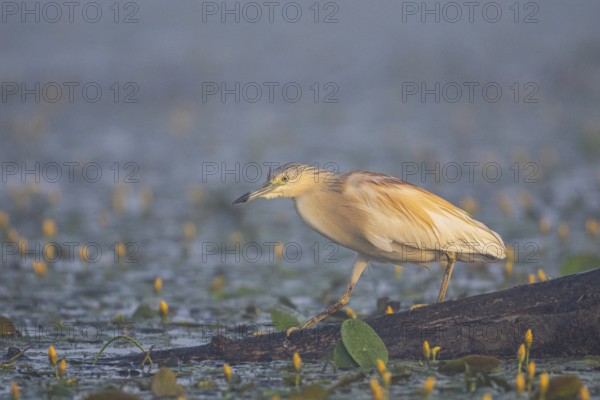 Squacco Heron (Ardeola ralloides) in the fog Hungary