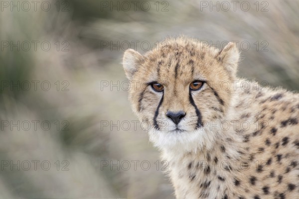 Cheetah (Acinonyx jubatus) immature portrait, Castile-La Mancha, Spain