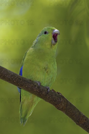 Blue-winged Parrotlet (Forpus xanthopterygius) male, Atlantic rainforest, Brazil