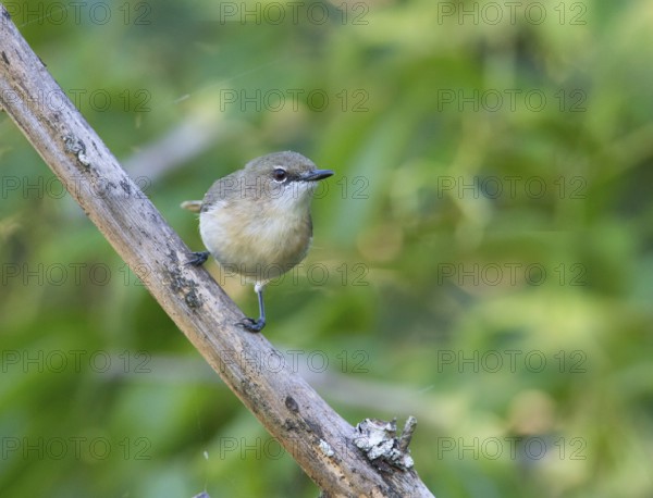 Large-billed Gerygone (Gerygone magnirostris), Queensland, Australia