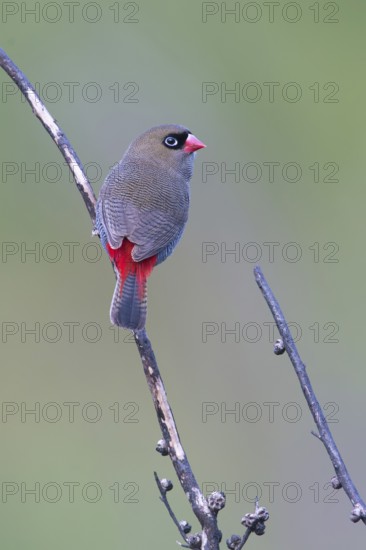 Beautiful Firetail (Stagonopleura bella) perched on a branch, Victoria, Australia