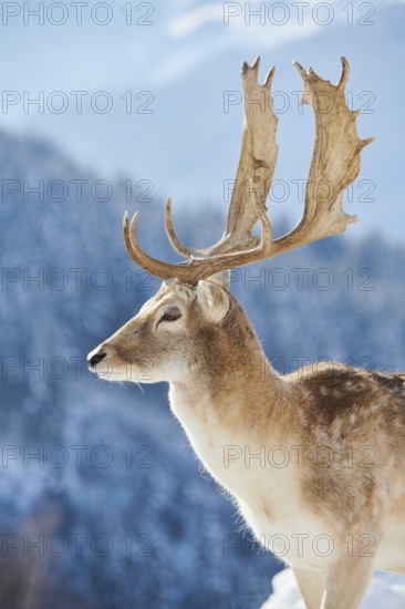 European fallow deer (Dama dama) buck portrait in the mountains in tirol, snow, Kitzbühel, Wildpark Aurach, Austria