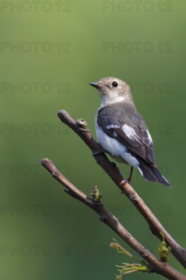 Collared Flycatcher (Ficedula albicollis) female, Debrecen, Hungary