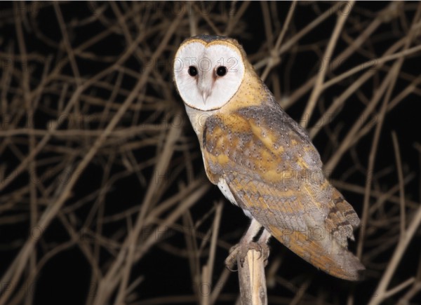 Western Barn Owl (Tyto alba), Vila Franca de Xira, Portugal