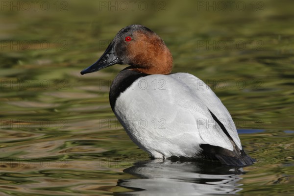 Canvasback (Aythya valisineria) male, Arizona, USA