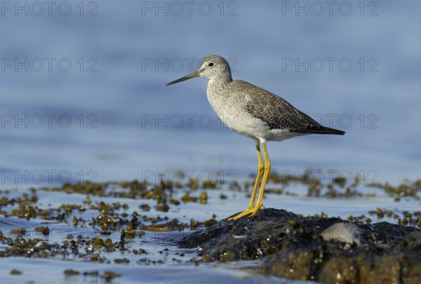 Greater Yellowlegs (Tringa melanoleuca), British Columbia, Canada