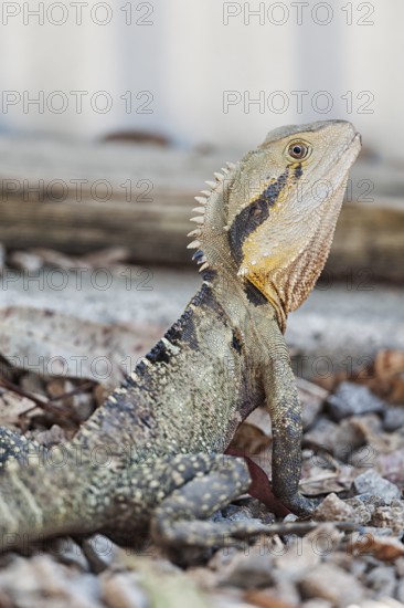 Australian Eastern water dragon (Physignathus lesueurii), Lone Pine Koala Sanctuary, Brisbane, Queensland, Australia