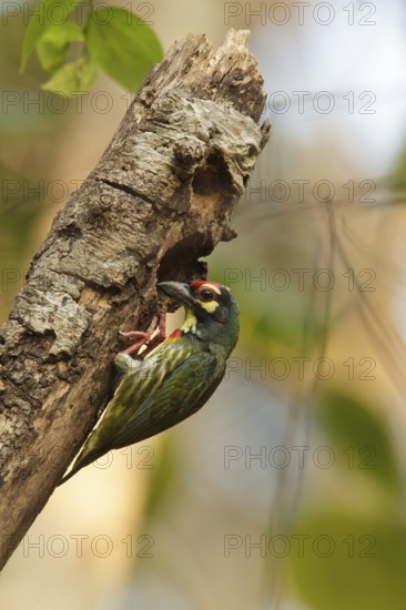 Coppersmith Barbet (Psilopogon haemacephalus), Khao Yai, Thailand
