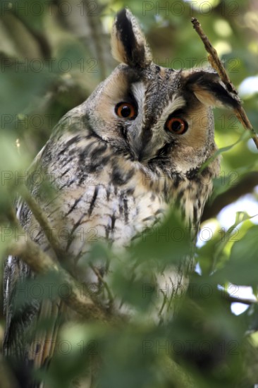 Long-eared Owl (Asio otus), Zurich, Switzerland