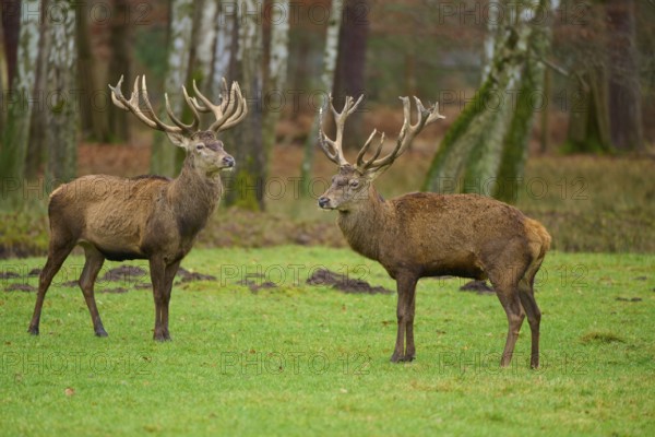 Two stags with large antlers standing in a meadow in an autumnal forest, red deer (Cervus elaphus), Hesse, Germany