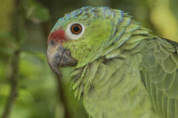 Red-lored Amazon (Amazona autumnalis), Costa Rica