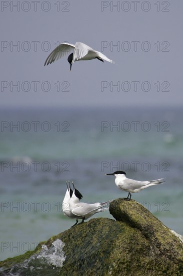 Sandwich Tern (Thalasseus sandvicensis) displaying in flight, Mecklenburg-Western Pomerania