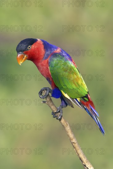 Black-capped Lory (Lorius lory) captive, Queensland, Australia