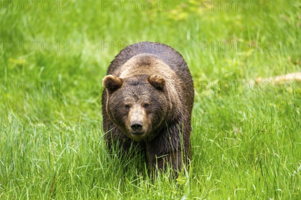 Eurasian brown bear (Ursus arctos arctos) walking on a meadow, Bavarian Forest, Bavaria, Germany