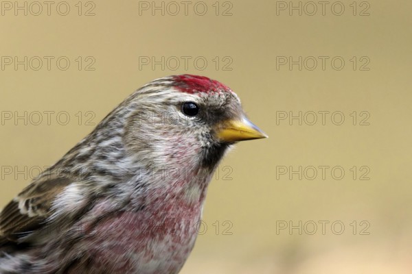 Grote barmsijs; Mealy Redpoll, Acanthis flammea