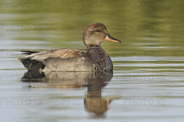 Gadwall (Mareca strepera) male, Ontario, Canada
