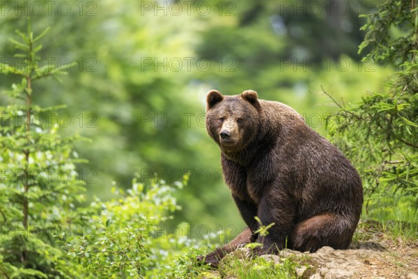 Eurasian brown bear (Ursus arctos arctos) sitting on a rock, Bavarian Forest, Bavaria, Germany