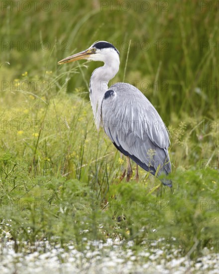 Grey Heron (Ardea cinerea), Mecklenburg-Western Pomerania, Germany