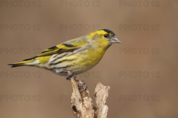 Eurasian Siskin (Spinus spinus) male, Lower Saxony, Germany