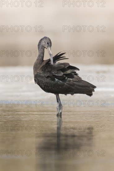 Glossy Ibis (Plegadis falcinellus) preening, Eilat, Israel