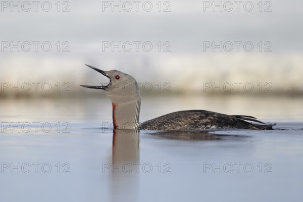 Red-throated Loon (Gavia stellata), Alaska, USA
