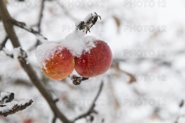 Ripe apples covered in snow on the branches of an apple tree, onset of winter in Oberwartha, Dresden, Saxony, Germany