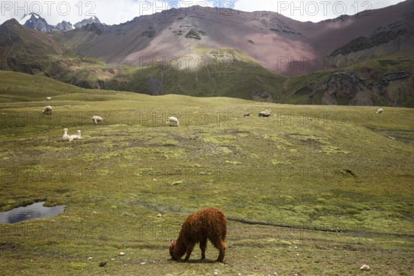 Alpaca and alpacas graze peacefully in the vibrant green landscapes of Vinicunca, Peru's high altitude mountains, under a dramatic sky
