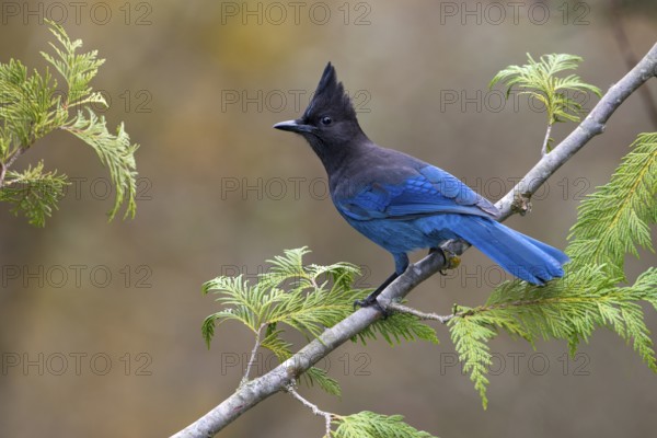 Steller's Jay (Cyanocitta stelleri), British Columbia, Canada