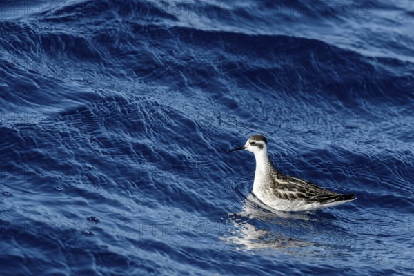 Red-necked Phalarope (Phalaropus lobatus), Californien, USA