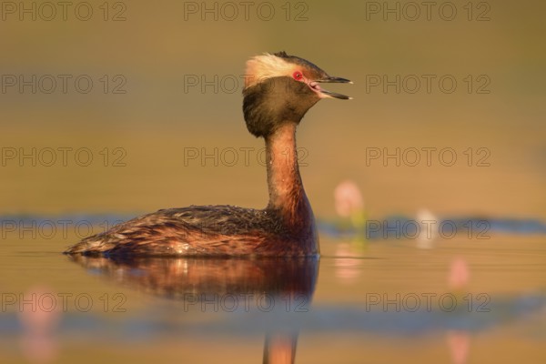 Horned Grebe (Podiceps auritus) calling, British Columbia, Canada