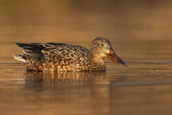 Northern Shoveler (Spatula clypeata) female, British Columbia, Canada