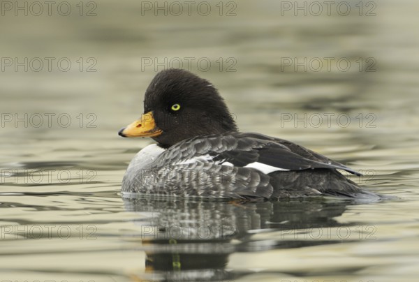 Barrow's Goldeneye (Bucephala islandica) female, British Columbia, Canada