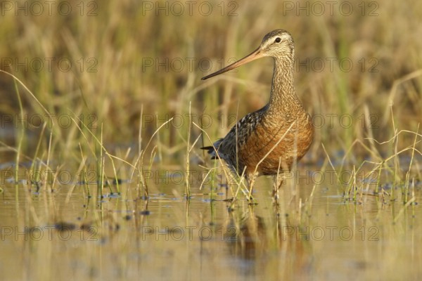 Hudsonian Godwit (Limosa haemastica), Manitoba, Canada