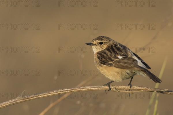 Siberian Stonechat - Pallasschwarzkehlchen - Saxicola maurus, Russia (Ural), adult female