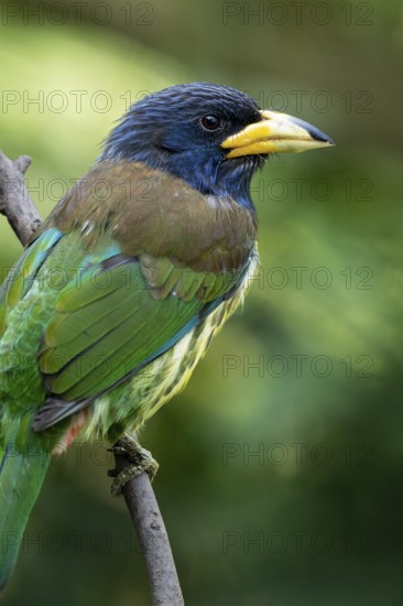 Great Barbet (Psilopogon virens clamator) perched on a branch, Yunnan, China