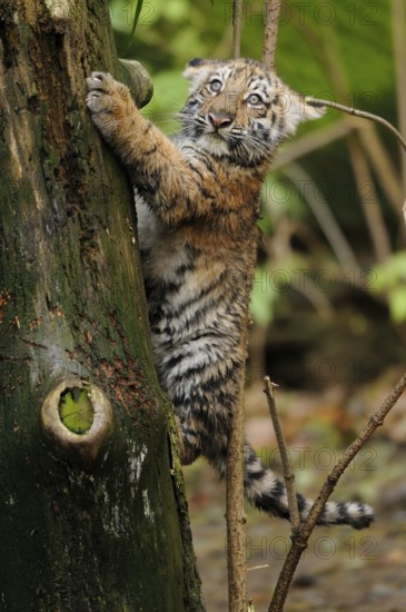 A tiger cub explores while climbing up a tree, full of the joy of discovery, Siberian tiger (Panthera tigris altaica), captive, occurrence Russia, North Korea and China