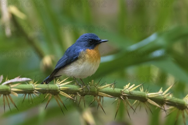 Tickell's Blue Flycatcher (Cyornis tickelliae) male perched on a branch, Cat Tien National Park, Vietnam