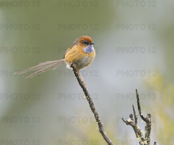 Southern Emu-wren (Stipiturus malachurus) male, Victoria, Australia