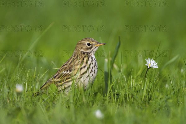 Meadow Pipit (Anthus pratensis), Schleswig-Holstein, Germany