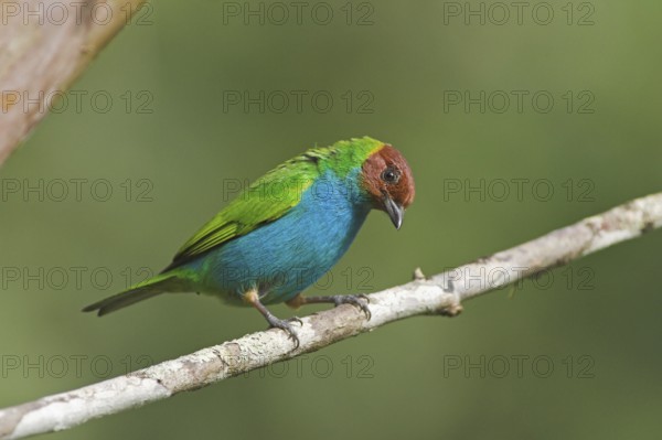 Bay-headed Tanager (Tangara gyrola), Costa Rica