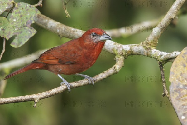 Hepatic Tanager (Piranga flava) perched on a branch in Costa Rica