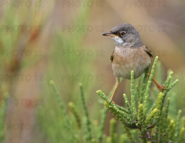 Spectacled Warbler (Sylvia conspicillata) male, Lisbon, Portugal